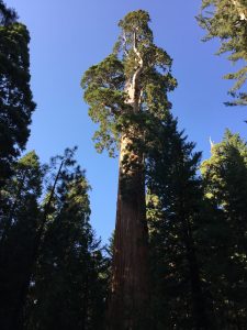 BEHOLD! General Grant (the tree, not the Union general). Note: the trees it's dwarfing are ~150-200' tall.